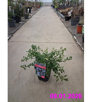 Ceanothus thyrsiflorus repens C 1,4 L